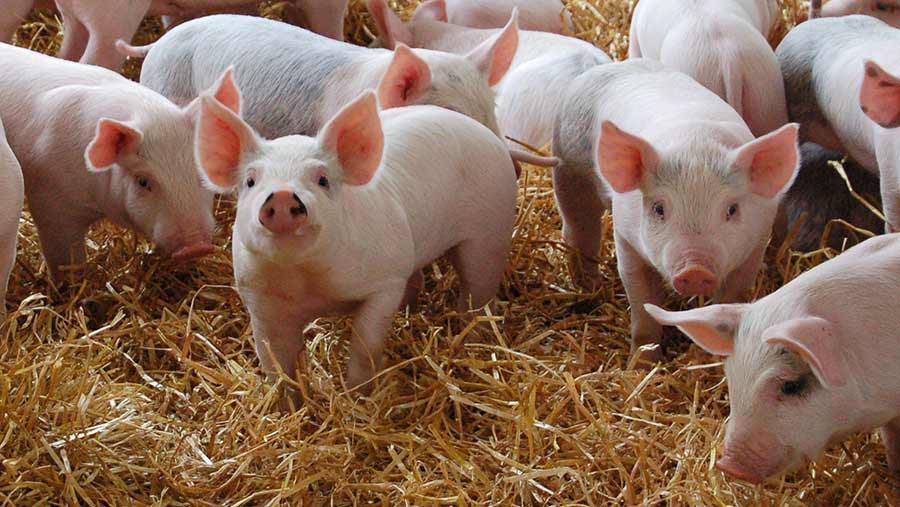 Pig rearing